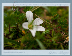 Geranium maniculatum