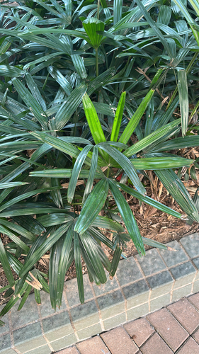 Rhapis excelsa iNat (1)