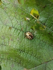 Calligrapha confluens
