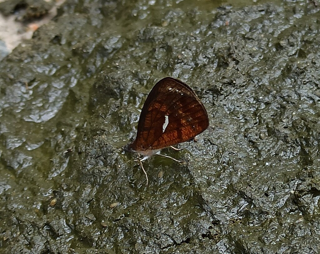 Lymanopoda ferruginosa
