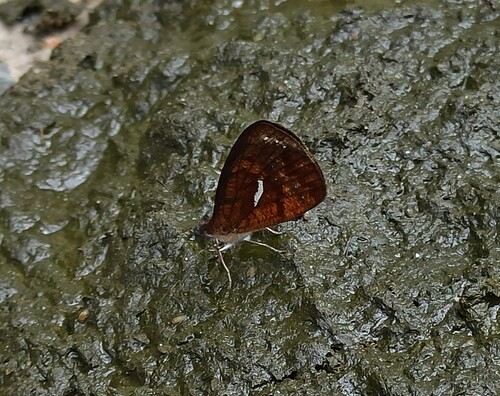 Lymanopoda ferruginosa
