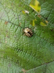 Calligrapha confluens
