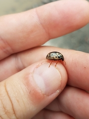 Calligrapha confluens