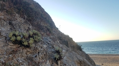 Dudleya virens hassei