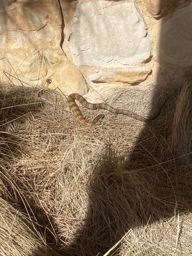 Tiger Snake sighting