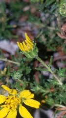 Deinandra clementina