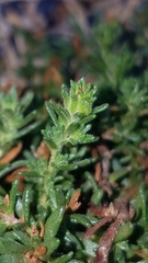 Deinandra clementina