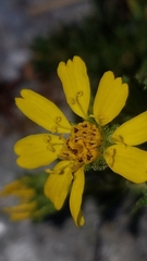 Deinandra clementina