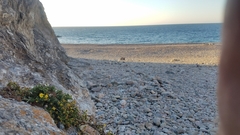 Deinandra clementina