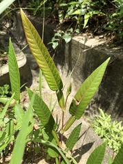 Tadehagi triquetrum