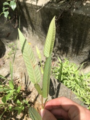 Tadehagi triquetrum