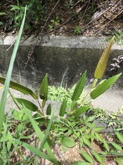 Tadehagi triquetrum