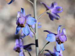 Delphinium parishii