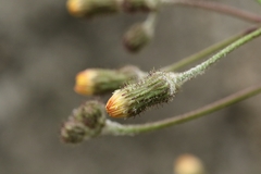 Bitter Sow-thistle (Sonchus wightianus)