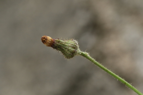 Sonchus wightianus, photograph 2