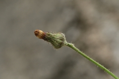 Sonchus wightianus, photograph author not stated, no rights reserved