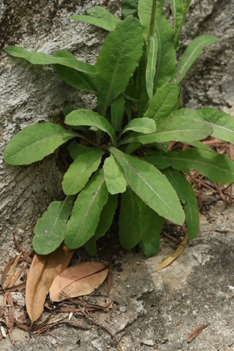 Sonchus wightianus, photograph 3