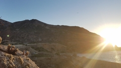 Dudleya virens hassei