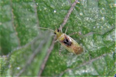 Phytocoris tibialis