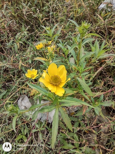 Image of Bidens laevis by (c) Gabriel Albelda, some rights reserved (CC BY)