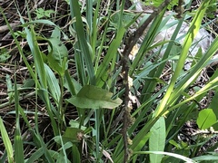 Tripsacum dactyloides