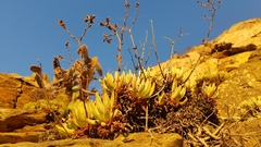 Dudleya virens hassei