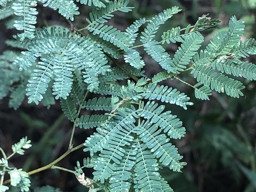 Vachellia farnesiana