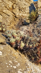 Dudleya virens hassei