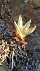 Dudleya virens hassei