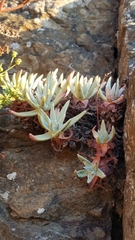 Dudleya virens hassei