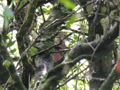 Syndactyla rufosuperciliata