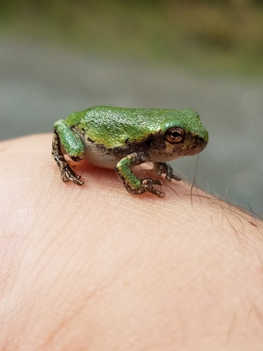Gray Treefrog photographed in Maine