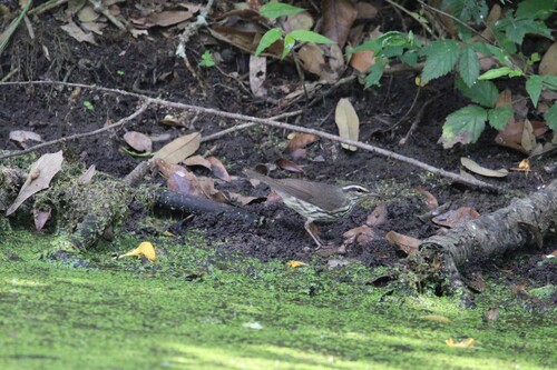 Northern Waterthrush, Port Arthur, TX, USA, photo 9 of 10