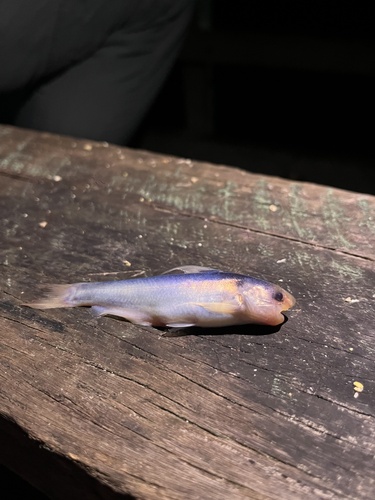 Grondel-walvismeerval (Cetopsis gobioides) — Cetopsidae — 4