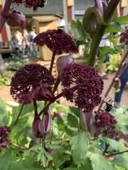 Angelica gigas