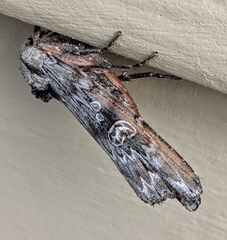 Lithomoia germana