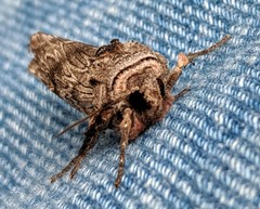 Lithomoia germana