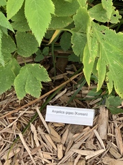 Angelica gigas