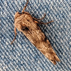 Lithomoia germana