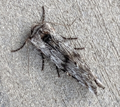 Lithomoia germana
