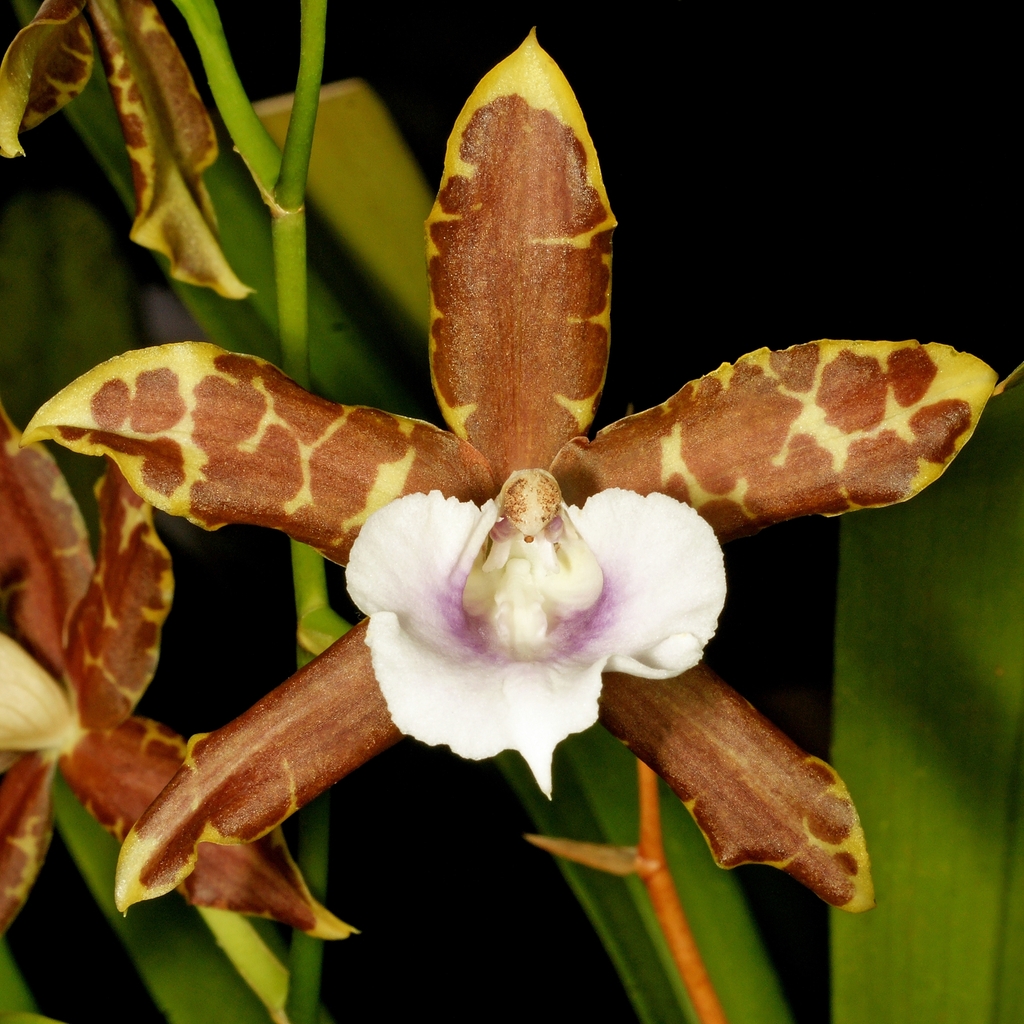 Miltonia candida