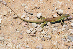 Aspidoscelis mexicanus