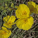 Berlandier's Suncups - Photo (c) Jerry Oldenettel, some rights reserved (CC BY-NC-SA)