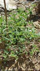 Acmispon grandiflorus grandiflorus