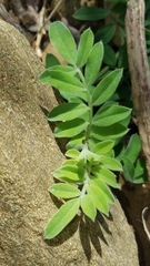 Acmispon grandiflorus grandiflorus