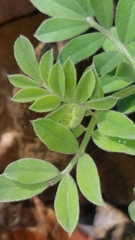 Acmispon grandiflorus grandiflorus