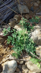 Acmispon grandiflorus grandiflorus