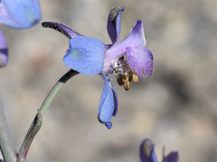 Delphinium parishii