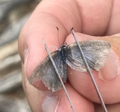 Celastrina echo