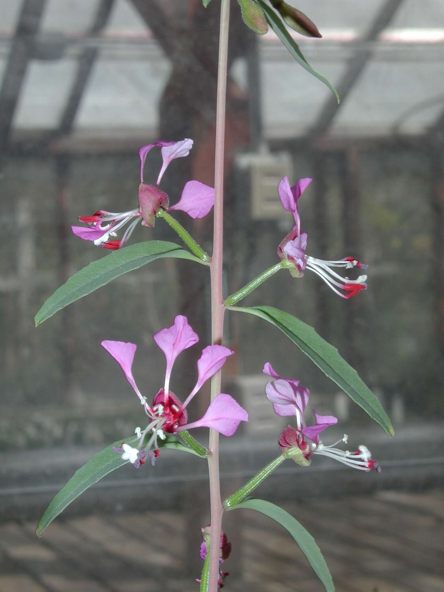 Clarkia exilis